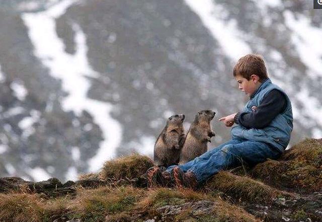 土拨鼠|小男孩|男孩_新浪新闻