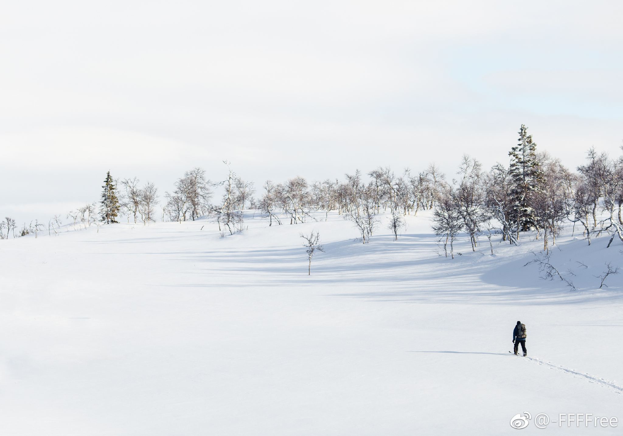 冬天雪地的狗背景图片下载 - 觅知网