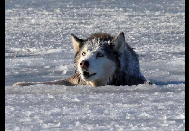 阿拉斯加掉进冰窟窿身体被冻僵,消防队员不顾危险将它救援出来!