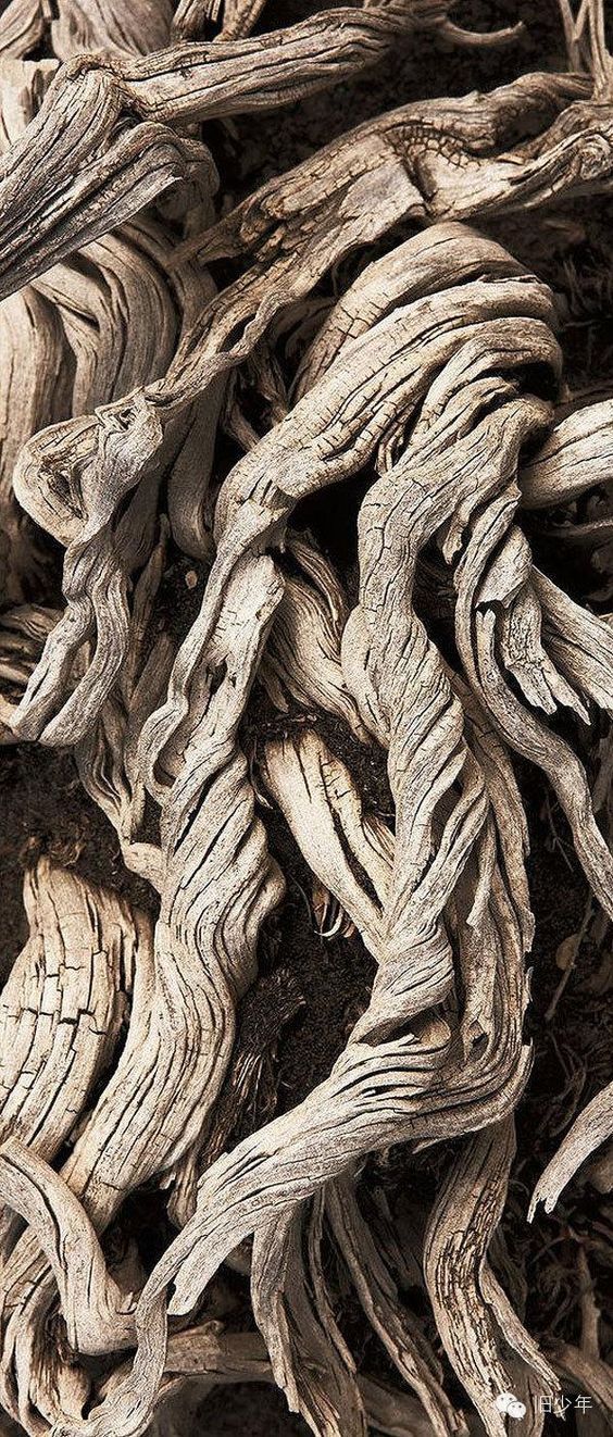 枯木纹理