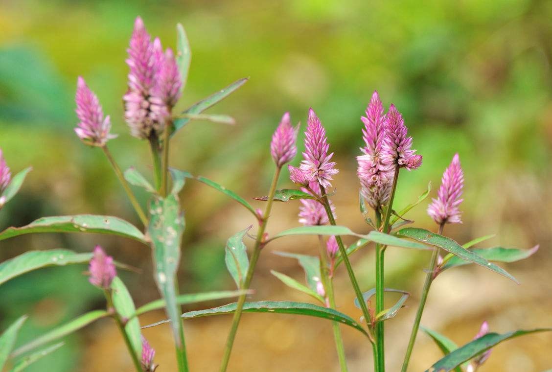 来之后,这种野草就会开花,它开的花很有意思,像是一条长长的动物尾巴
