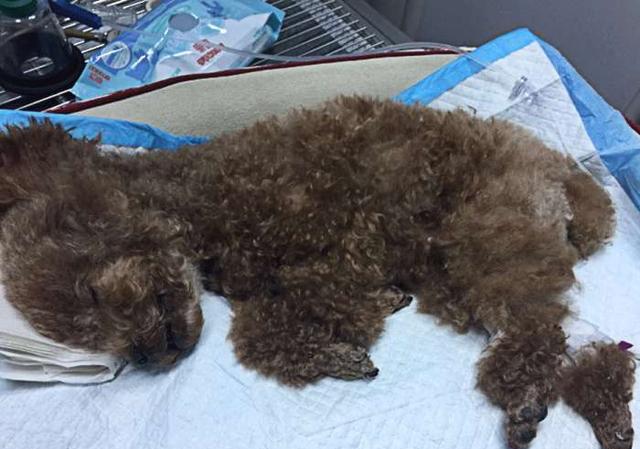 主人外出遛狗不牵绳,导致泰迪脾脏破裂,重伤垂死!