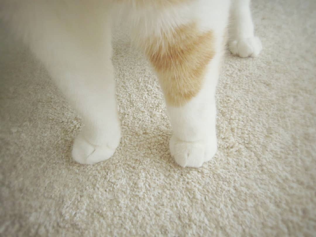 发现ig上一位热爱拍家里橘猫jio jio的铲屎官_(´ཀ`」 ∠)_|铲屎