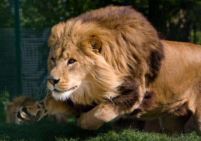 最凶猛的动物感觉一生都在打架的平头哥应该排第一