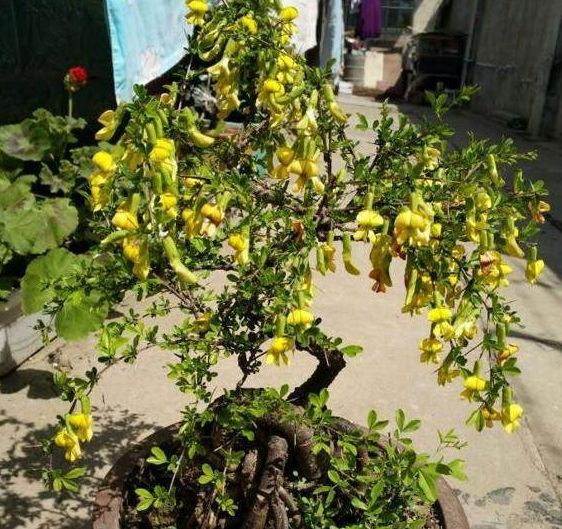 养了多年的金雀盆景开花了邻居看见都羡慕出高价都不卖