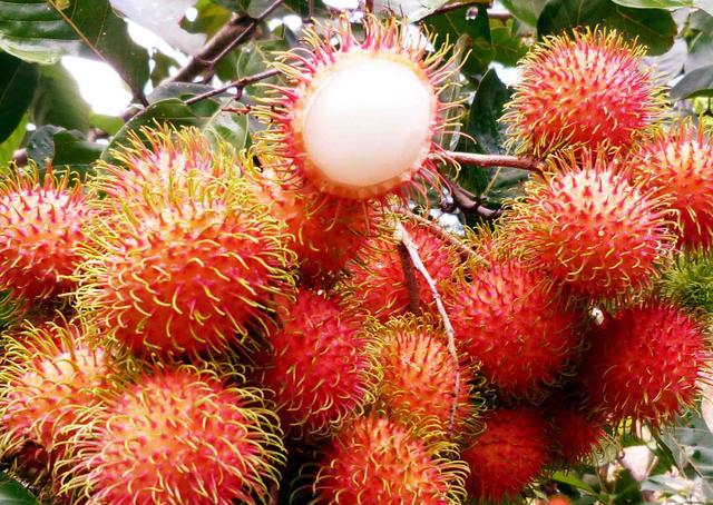 释迦又称林檎,唛螺陀,洋波罗,番苞萝,番荔枝,番鬼荔枝,佛头果,为热带