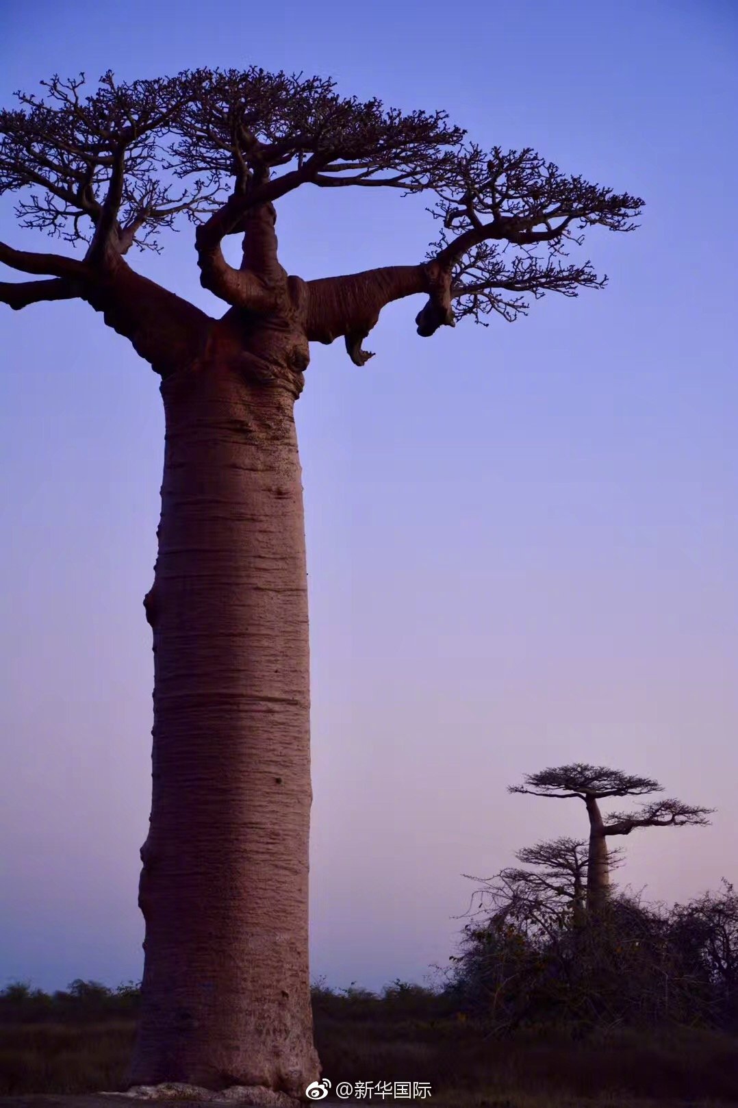 猴面包树大道一生必去一次的地方