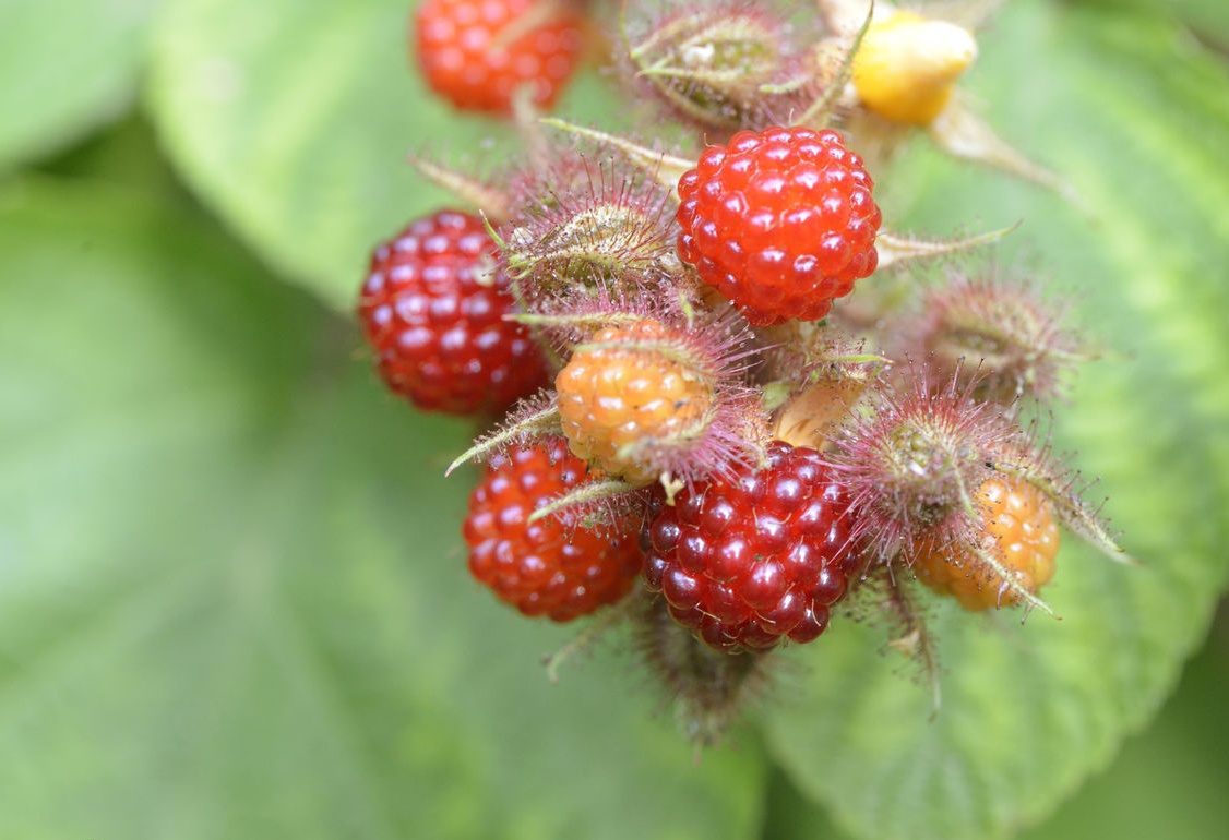 再过几天农村的四月泡成熟了比草莓更好吃你吃过吗