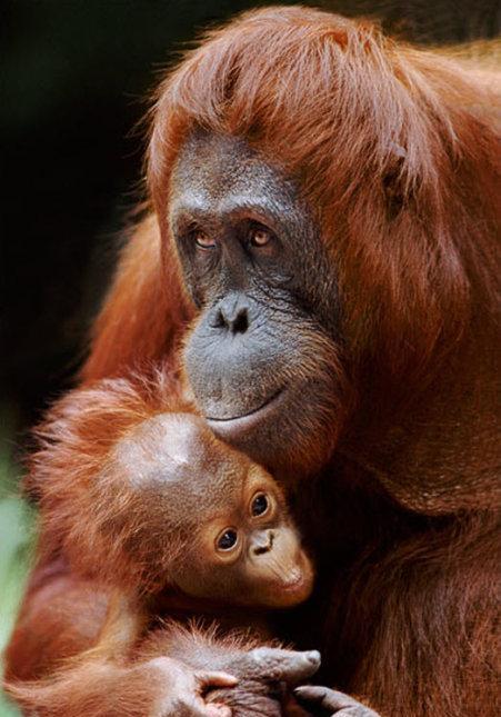 暖心! 自然界动物家庭最有爱的瞬间!