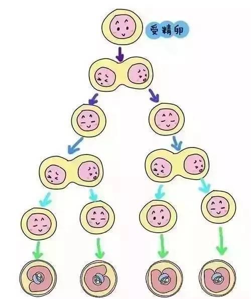 双胞胎是怎么形成的? 有秘诀吗?