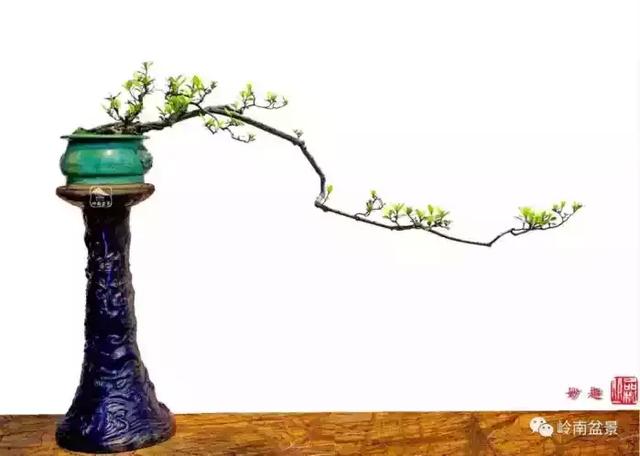 一组素仁格盆景佳作欣赏向韩学年大师致敬