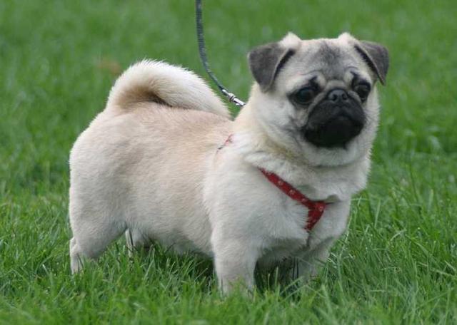 巴哥犬|比熊犬|哈士奇_新浪网