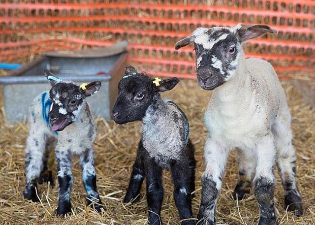 英国绵羊妈妈生出大个头羊羔,体重是同一窝羊羔的三倍大