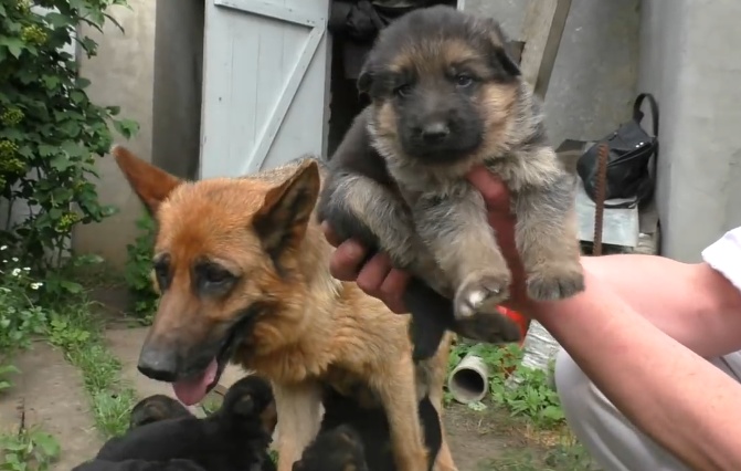 德牧生了一窝"黑不溜秋"的孩子,网友:这还怎么当警犬