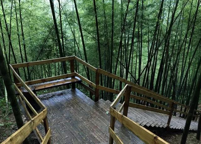 宁波浙东大竹海,竹林尽染,幽静美好|浙东大竹海|横街镇|宁波_新浪新闻