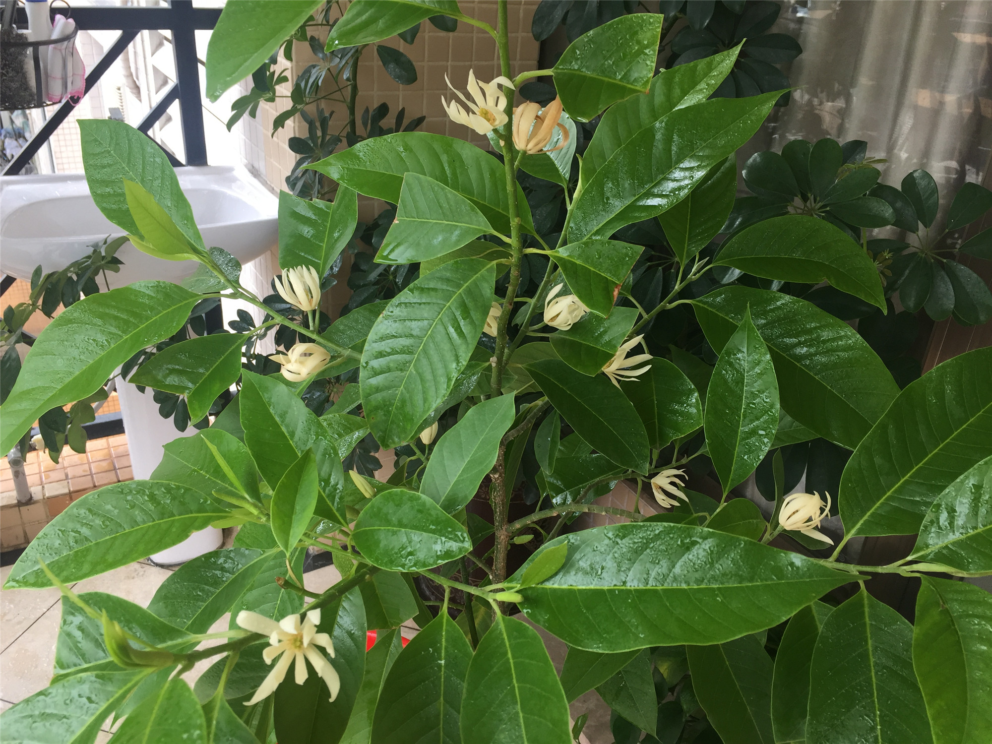 养白兰花,就3招,白兰长得又矮又茂盛,花朵呼呼开,又大又香