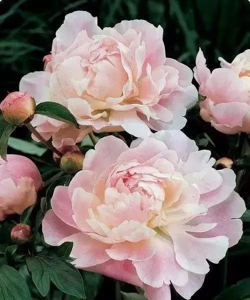 杜鹃|花语|名花_新浪新闻