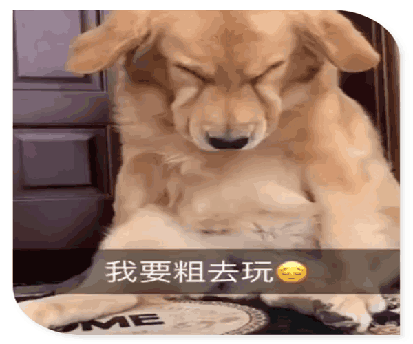 金毛想出去玩, 女主人不带它去, 金毛坐门哭了