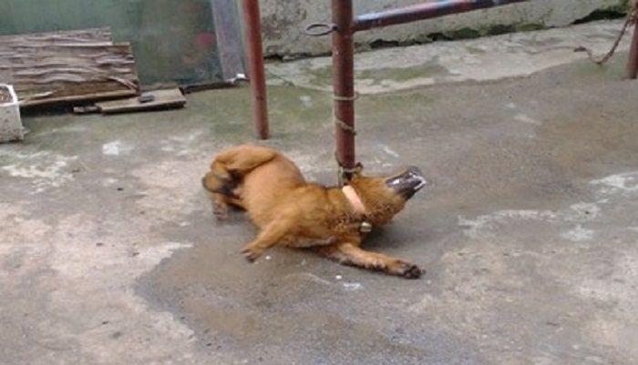 狗狗中毒后千万别手忙脚乱, 也别抛弃他们, 不妨试试这个土方子