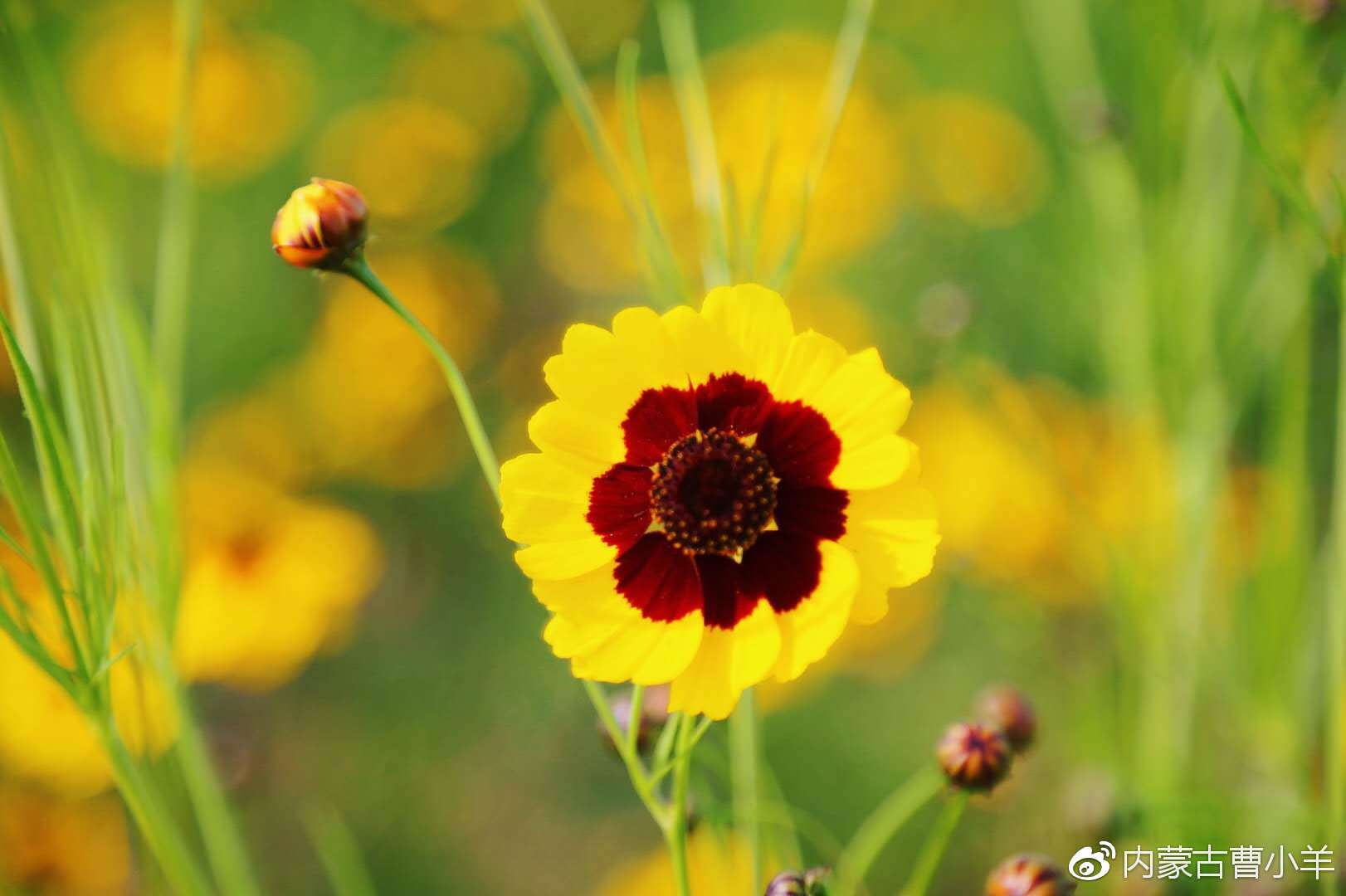 来自阴山脚下天然饮品雪菊原来如此美丽