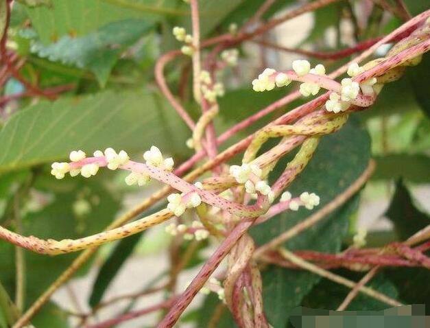 农村"无根草",没有想象中有毒,还是名贵的药材,不要觉得没用|无根草|