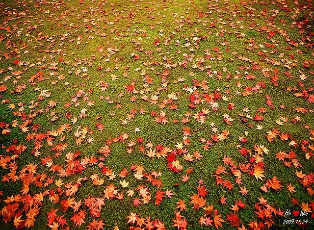 又到秋天紅葉季除了大光圈淺景深你還可以這樣拍