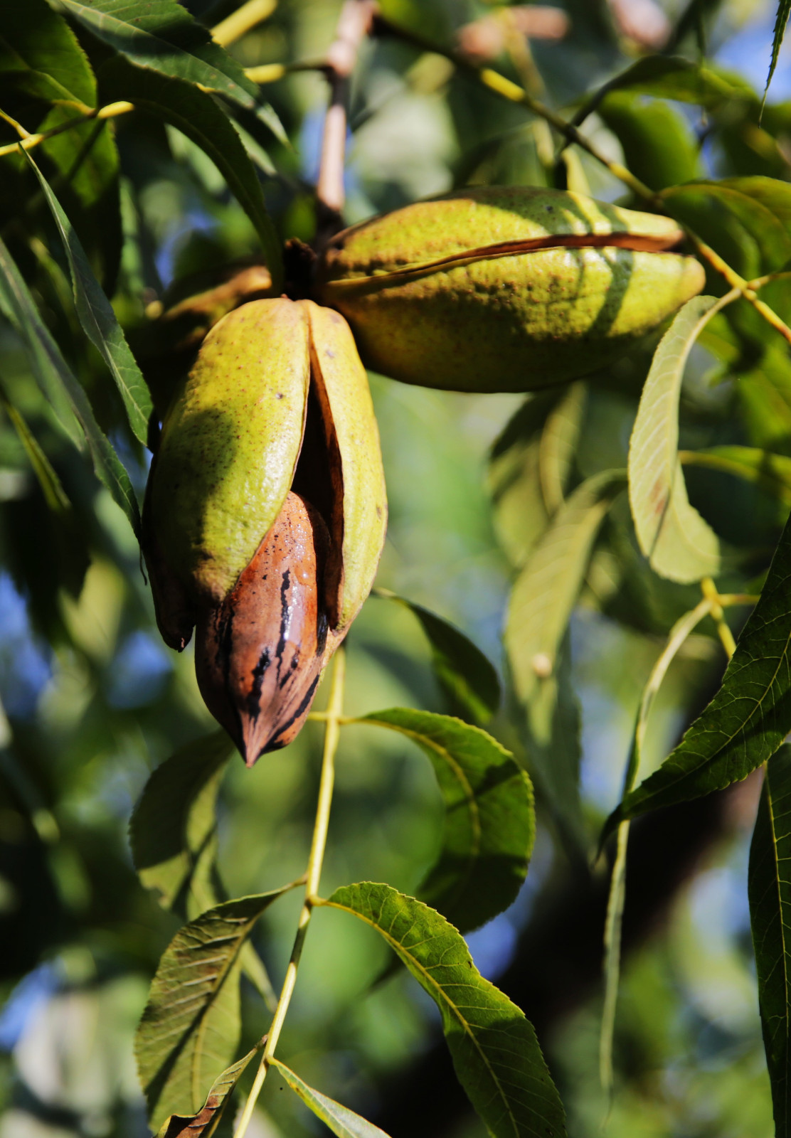 长寿果昂首笑一年更比一年好