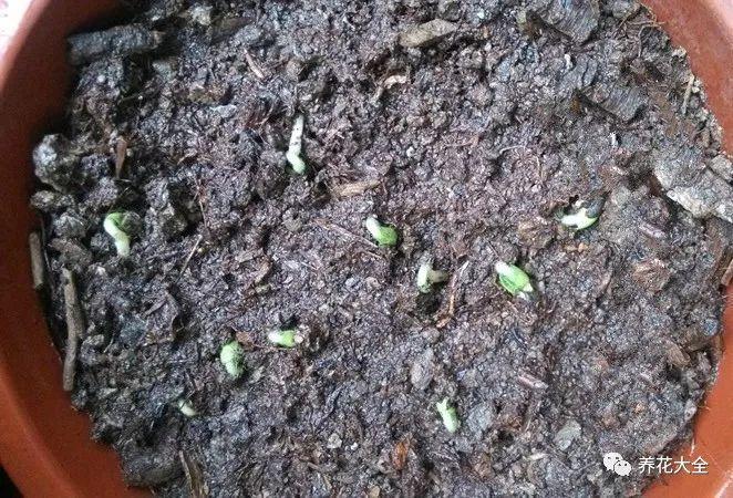 秋葵的种皮比较厚,所以最好用浸泡催芽法.