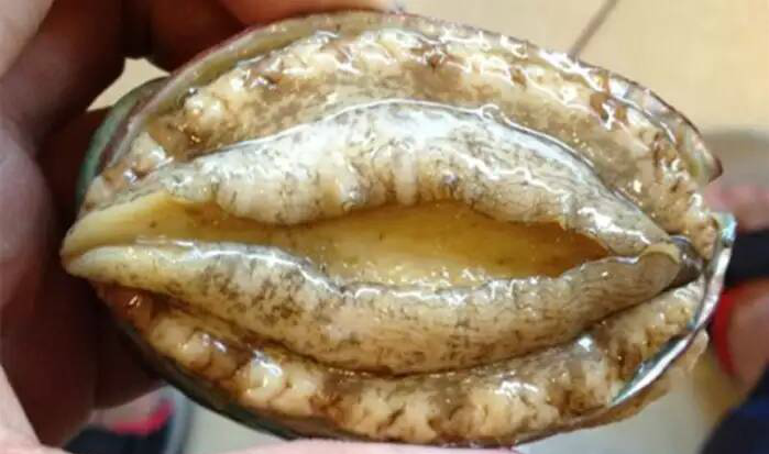 农村人没见过,也没吃过,不知道是啥味|鲍鱼|农村|头数_新浪新闻