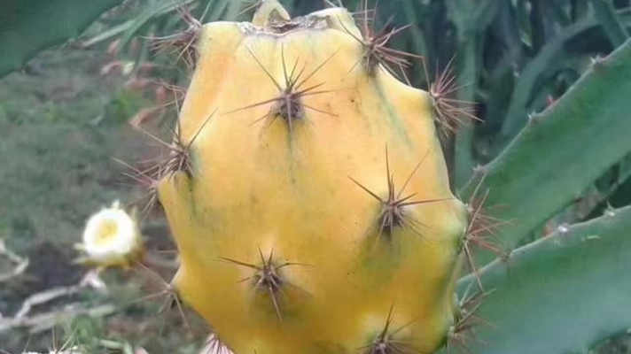 美女教你徒手剥火龙果,只需30秒,看过的人都学