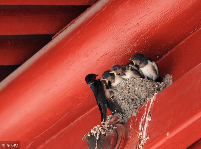 农村房屋经常有燕子来搭窝,这是好事儿吗?