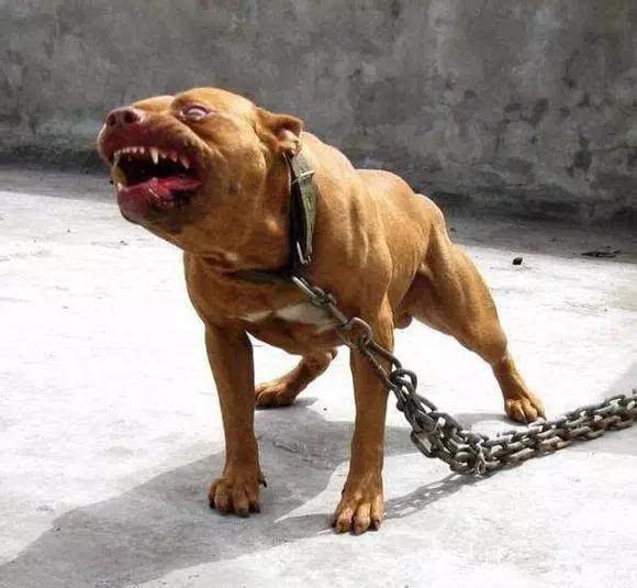 遇见恶狗该如何自救?谨记这7招,关键时刻能保命!|狗狗|家居|大熊_新浪