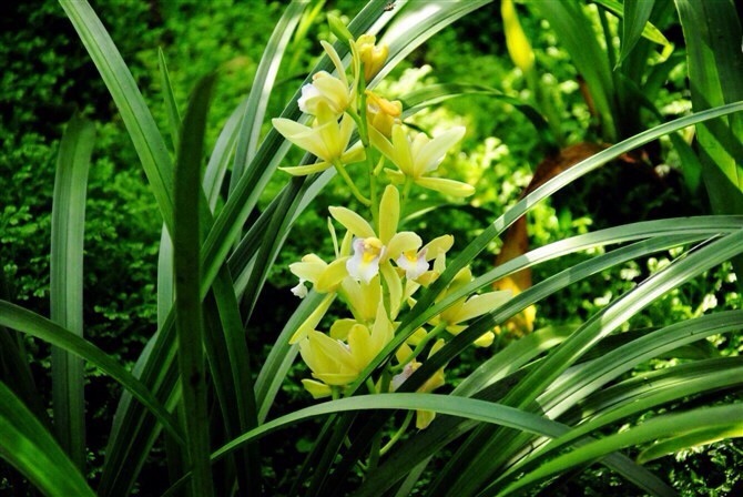 心若幽兰静如止水