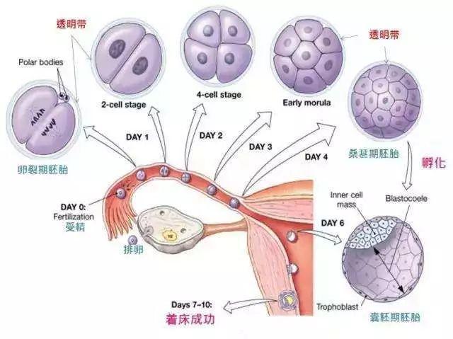 那么受精卵着床的整个过程是怎么样的呢?
