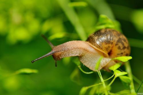 组图动物们奇妙的避暑度夏方式有的用防晒霜有的搭避暑山庄