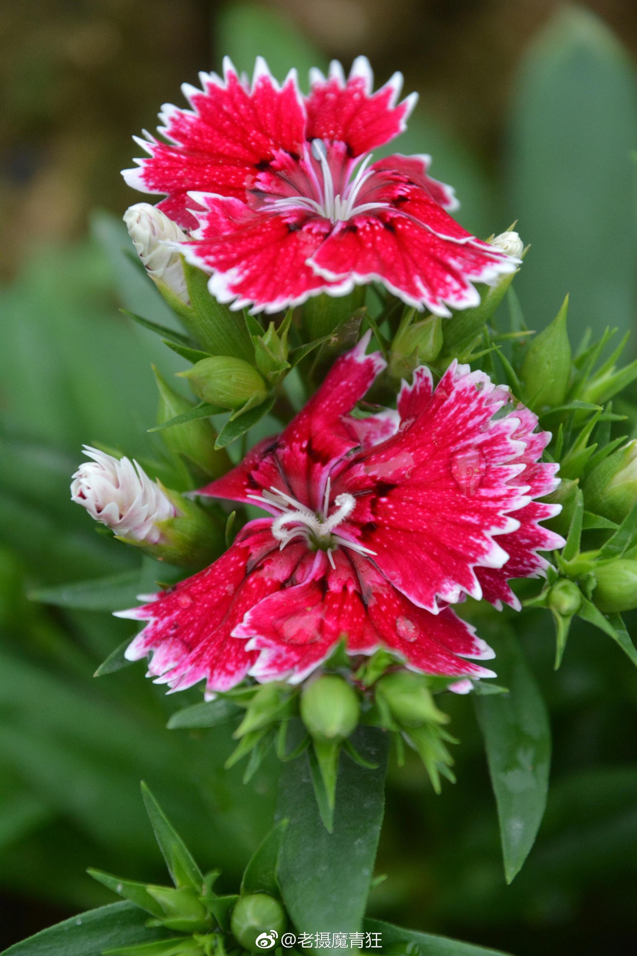 石竹石竹科石竹属别名洛阳花石柱花多年生草本茎丛生