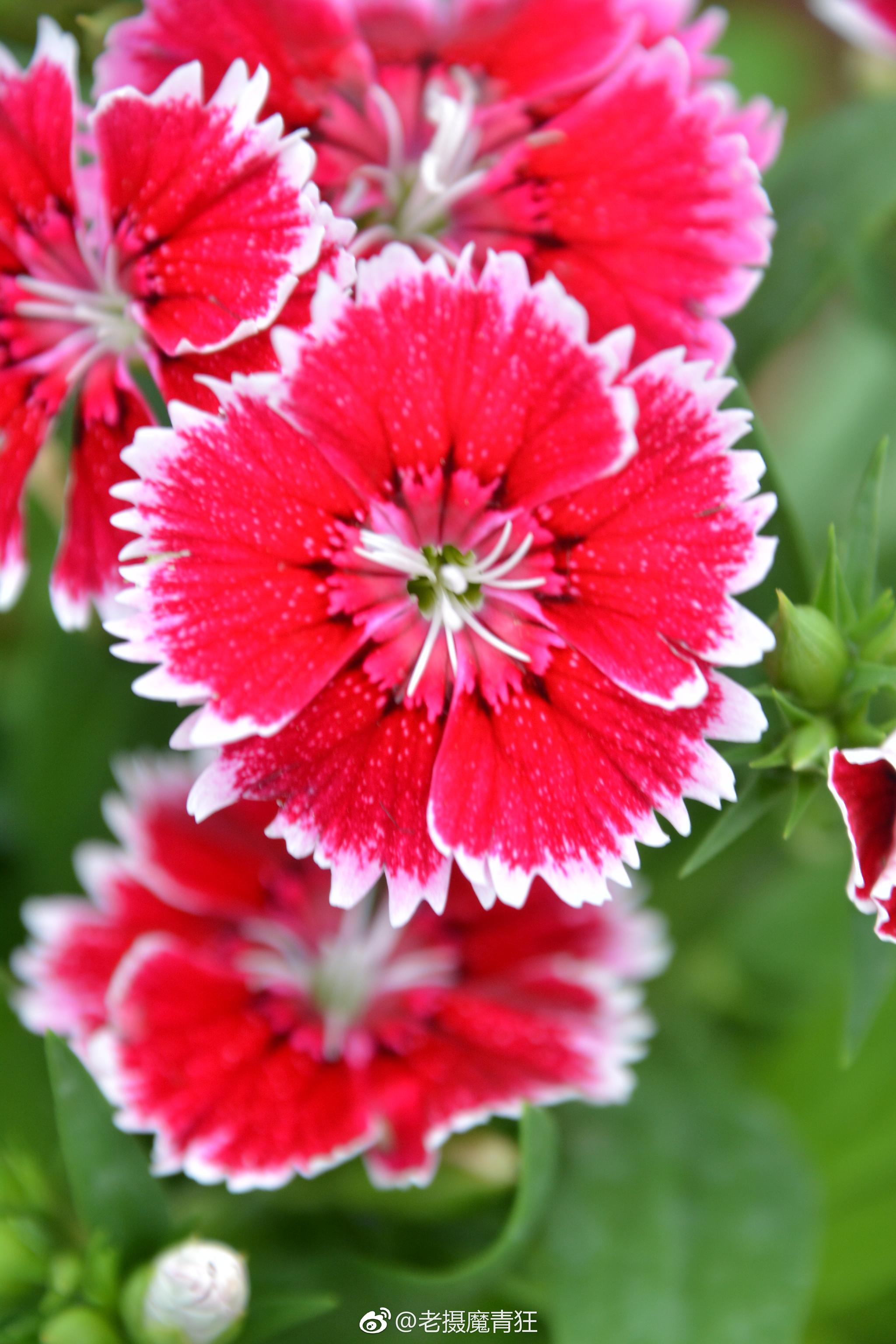石竹石竹科石竹属别名洛阳花石柱花多年生草本茎丛生