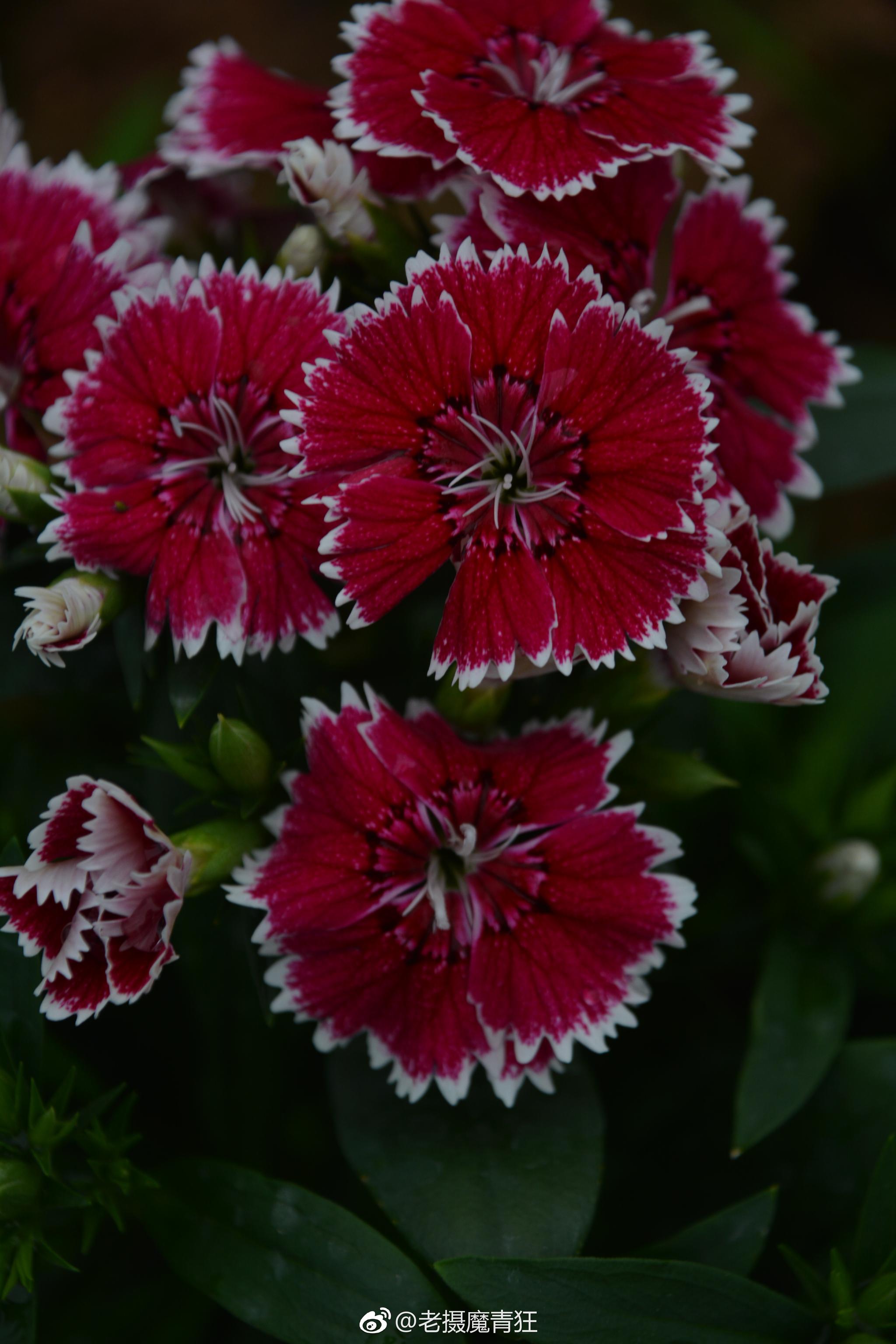 石竹石竹科石竹属别名洛阳花石柱花多年生草本茎丛生