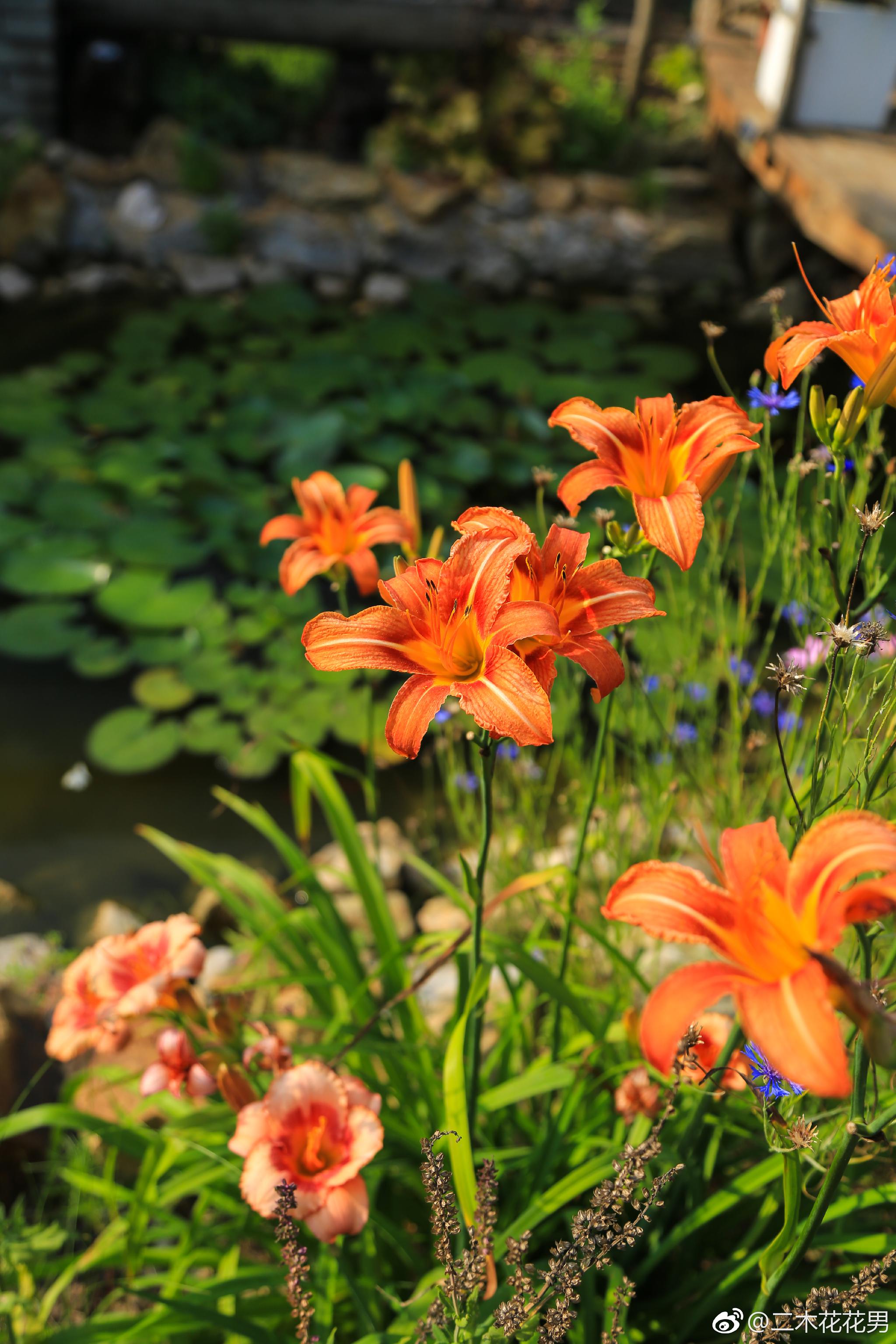 北方花园里的无敌植物萱草全年不用浇水旱区首选