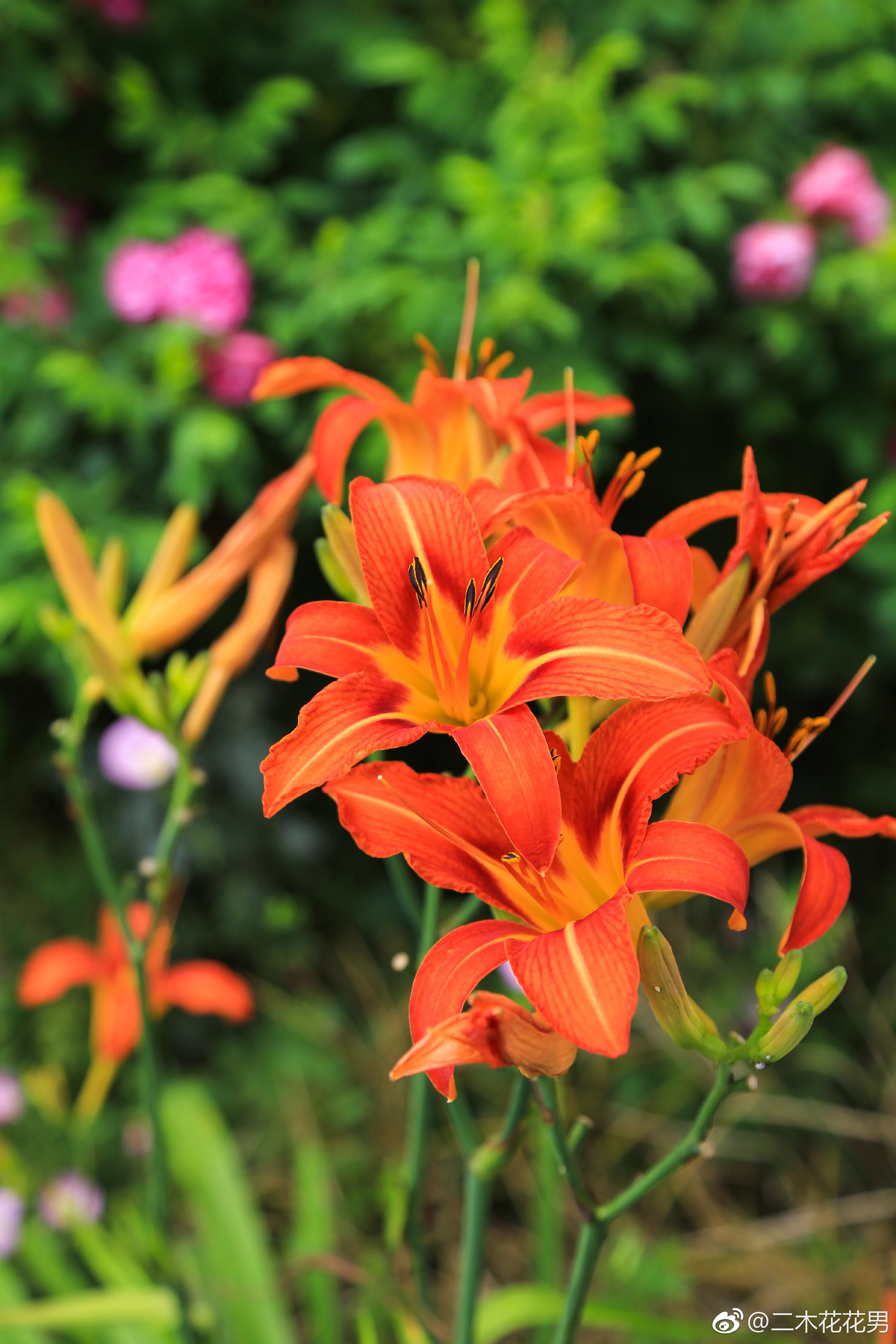 北方花园里的无敌植物萱草全年不用浇水旱区首选