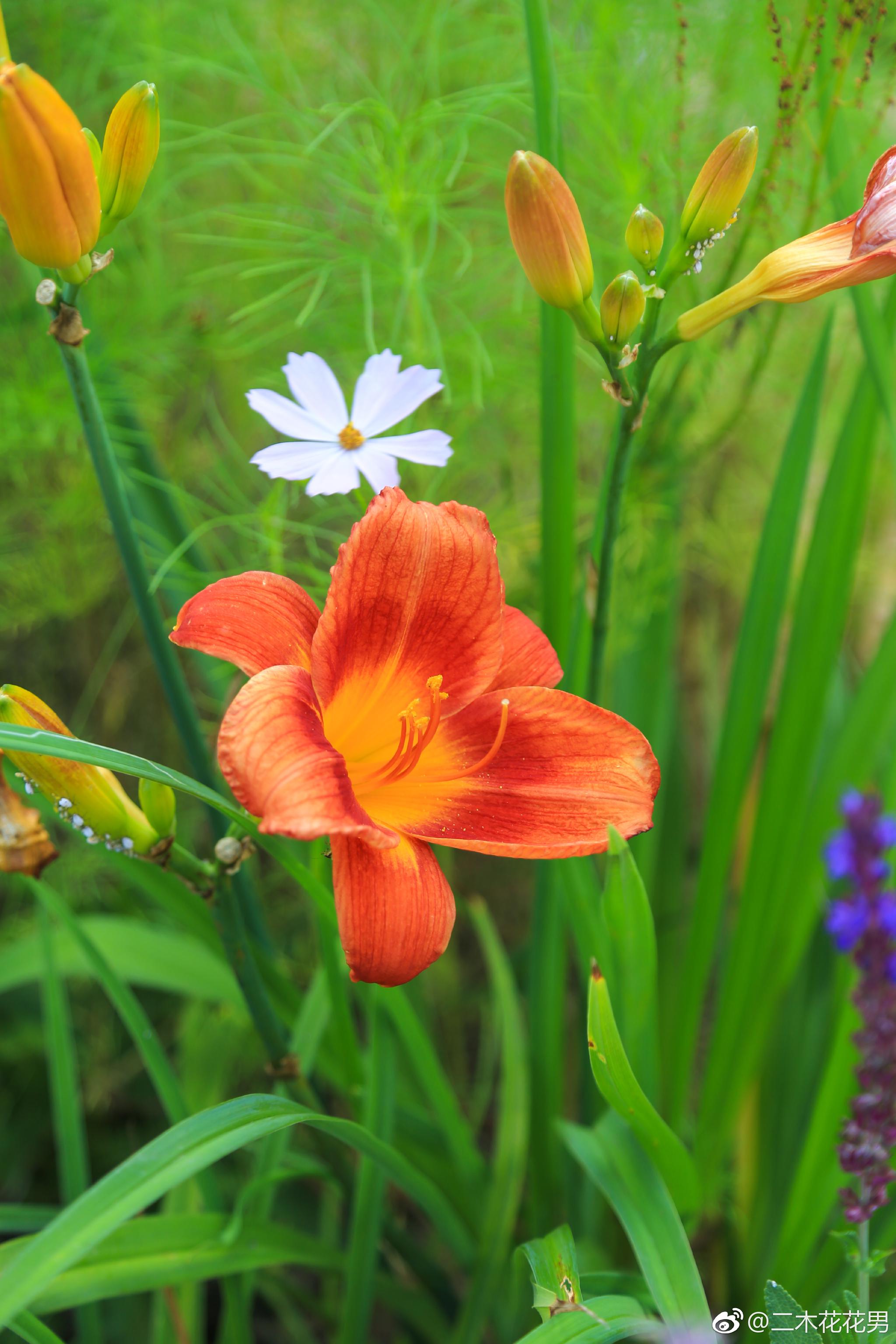 北方花园里的无敌植物萱草全年不用浇水旱区首选