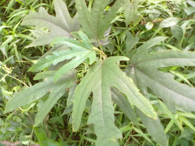 叶子拿来泡茶喝,降肝火的良药老艾可以用来煲汤,比较好就是老艾煲鸡