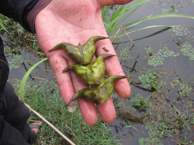 藏在水底的牛角味道鲜美营养丰富是滋补健身的佳品