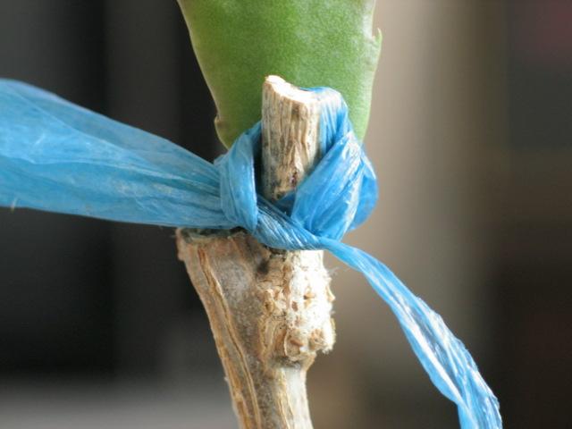 详细的蟹爪兰嫁接演示供初学者借鉴看完就会花量大不烂根