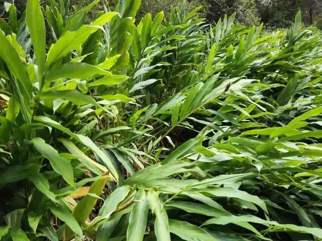 阳荷其实属于一种野生的蔬菜.生活在农村的农民们对阳荷一定不陌生.
