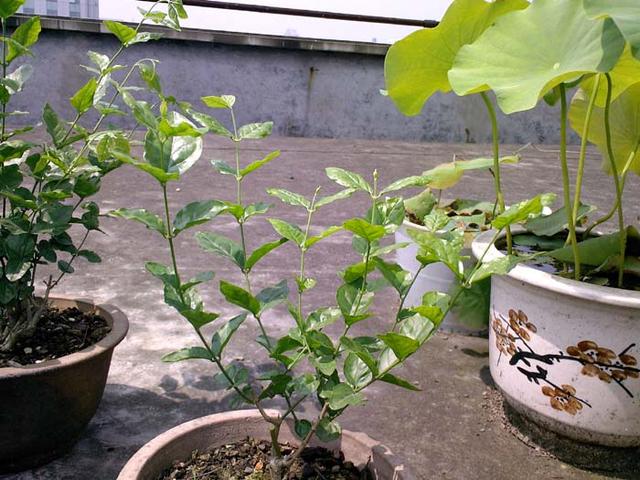茉莉花要舍得修剪这样才能株型好花开多附上图文修剪生长过程