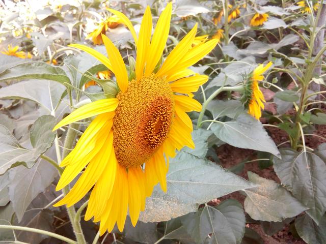 看见这一片金黄的向日葵 瞬间心情阳光灿烂了