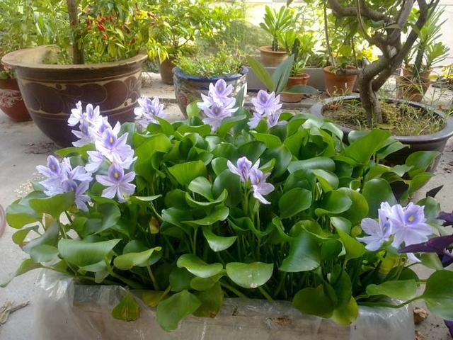 能成灾害的水葫芦,养成盆栽没想到这么好看!