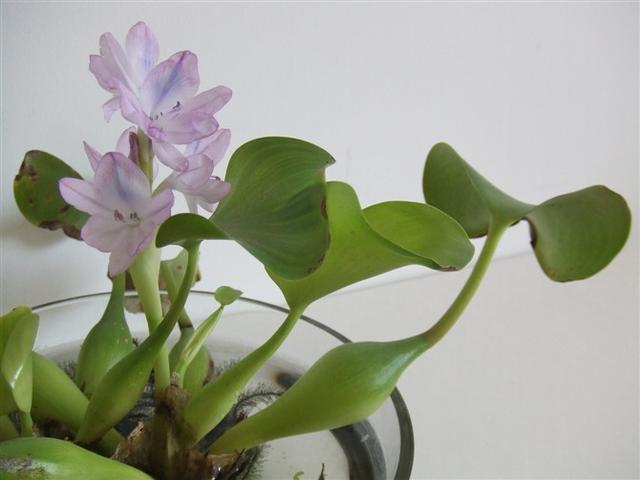能成灾害的水葫芦,养成盆栽没想到这么好看!