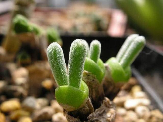 多肉碧光环介绍,养护起来也简单!